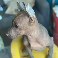 Santiago Standard, a male Xoloitzcuintli for sale in Woodruff, SC – Photo 2 of 6