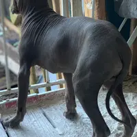 Santiago Standard, a male Xoloitzcuintli for sale in Woodruff, SC – Photo 3 of 6