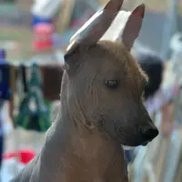 Santiago Standard, a male Xoloitzcuintli for sale in Woodruff, SC – Photo 4 of 6