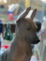 processed/126bd533-4207-4de9-8bc4-d448b8be0752/listing/2b320ea4-0609-41b7-b3a8-29a5558763a5/f72ddcba-b065-4909-bc1f-439db59c30fa