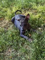 Diego Xolo, a male Xoloitzcuintli for sale in Woodruff, SC – Photo 2 of 5