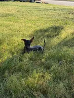 Diego Xolo, a male Xoloitzcuintli for sale in Woodruff, SC – Photo 4 of 5