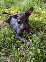 Diego Xolo, a male Xoloitzcuintli for sale in Woodruff, SC – Photo 1 of 5