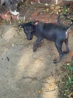 Diego Xolo, a male Xoloitzcuintli for sale in Woodruff, SC – Photo 5 of 5