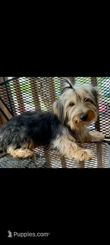 Hamish Yorkie 