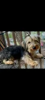Hamish Yorkie , a male Yorkshire Terrier for sale in Woodruff, SC – Photo 1 of 7