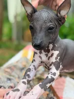 Pancho Villa, a male Xoloitzcuintli for sale in Woodruff, SC – 8 of 8