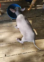 Sambuca Mini Male, a male Xoloitzcuintli for sale in Woodruff, SC – 3 of 3