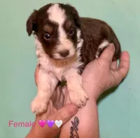 Teeny Ruby Red Tri Mini F1 Aussiepoo , a female Miniature American Shepherd for sale in Woodruff, SC – Photo 6 of 10