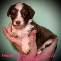 Teeny Ruby Red Tri Mini F1 Aussiepoo , a female Miniature American Shepherd for sale in Woodruff, SC – Photo 1 of 10
