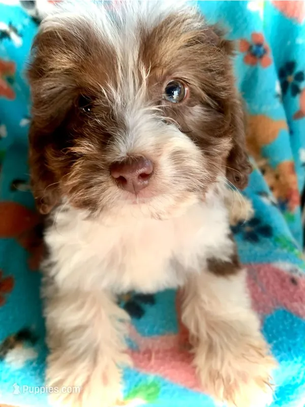 Teeny Ruby Red Mini – Miniature Aussiedoodle puppy for sale in Woodruff, SC