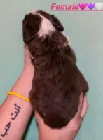 Teeny Ruby Red Tri Mini F1 Aussiepoo , a female Miniature American Shepherd for sale in Woodruff, SC – Photo 4 of 10