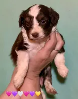 Teeny Ruby Red Tri Mini F1 Aussiepoo , a female Miniature American Shepherd for sale in Woodruff, SC – Photo 3 of 10