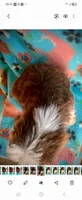 Teeny Ruby Red Mini, a female Miniature Aussiedoodle for sale in Woodruff, SC – 3 of 5