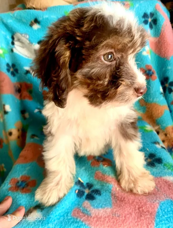 Teeny Ruby Red Mini – Miniature Aussiedoodle puppy for sale in Woodruff, SC