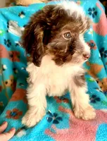 Teeny Ruby Red Mini, a female Miniature Aussiedoodle for sale in Woodruff, SC – 2 of 5