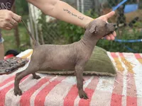 Dominga, a female Xoloitzcuintli for sale in Woodruff, SC – 6 of 6