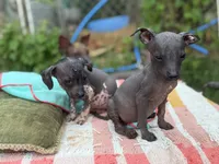 Tiny Mini Male, a male Xoloitzcuintli for sale in Woodruff, SC – 2 of 6
