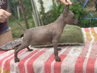 Dominga, a female Xoloitzcuintli for sale in Woodruff, SC – 4 of 6