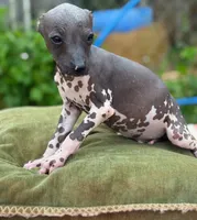 Pancho Villa, a male Xoloitzcuintli for sale in Woodruff, SC – 3 of 8