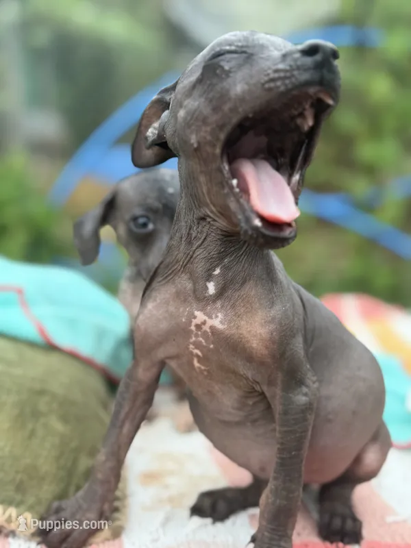 Tiny Mini Male – Xoloitzcuintli puppy for sale in Woodruff, SC