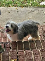Louie II Mini AussieDoodle, a male Miniature Aussiedoodle for sale in Woodruff, SC – 5 of 6
