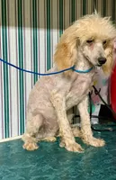 Perri Mini Male, a male Poodle - Miniature  for sale in Woodruff, SC – Photo 3 of 5