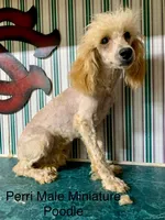 Perri Mini Male, a male Poodle - Miniature  for sale in Woodruff, SC – Photo 2 of 5