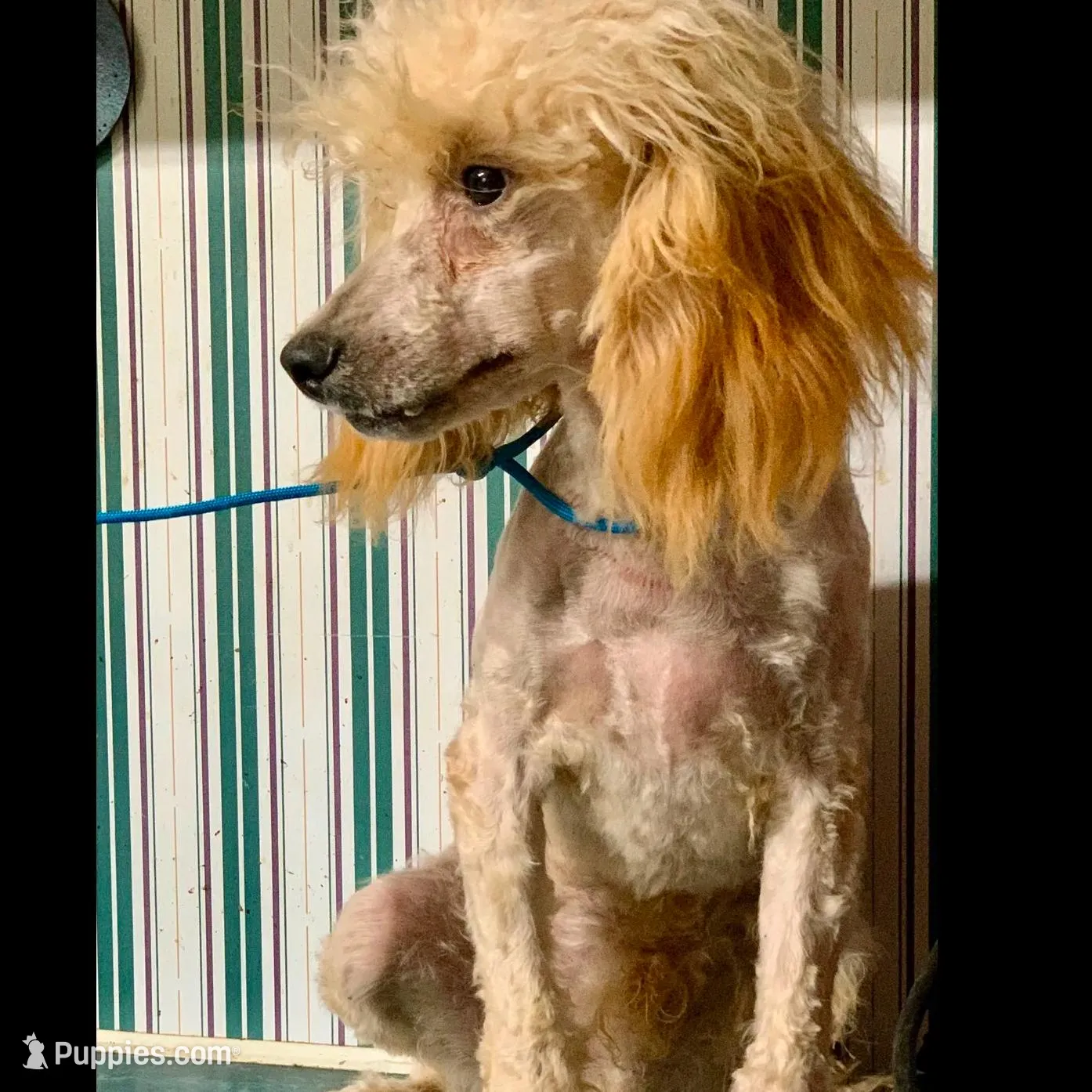 Perri Apricot Mini, a male Poodle - Miniature  for sale in Woodruff, SC – Photo 2 of 2