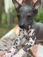 Pancho Villa, a male Xoloitzcuintli for sale in Woodruff, SC – 7 of 8