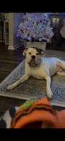 Cosmo AKC Boxer , a male Boxer for sale in Woodruff, SC – 3 of 6