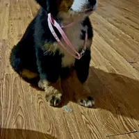 Claire Rose AKC, a female Bernese Mountain Dog for sale in Woodruff, SC – Photo 2 of 10