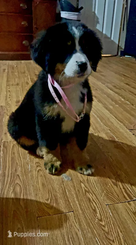 Berner Female