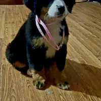 Claire Rose AKC, a female Bernese Mountain Dog for sale in Woodruff, SC – Photo 1 of 10