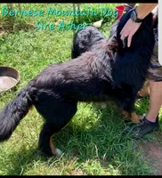 Claire Rose AKC, a female Bernese Mountain Dog for sale in Woodruff, SC – Photo 5 of 10