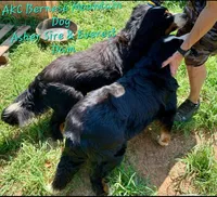 Claire Rose AKC, a female Bernese Mountain Dog for sale in Woodruff, SC – Photo 6 of 10