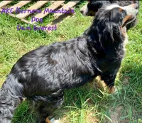 Claire Rose AKC, a female Bernese Mountain Dog for sale in Woodruff, SC – Photo 8 of 10