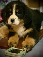 Claire Rose AKC, a female Bernese Mountain Dog for sale in Woodruff, SC – Photo 10 of 10