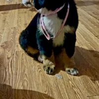 Claire Rose AKC, a female Bernese Mountain Dog for sale in Woodruff, SC – Photo 4 of 10