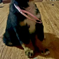 Claire Rose AKC, a female Bernese Mountain Dog for sale in Woodruff, SC – Photo 3 of 10