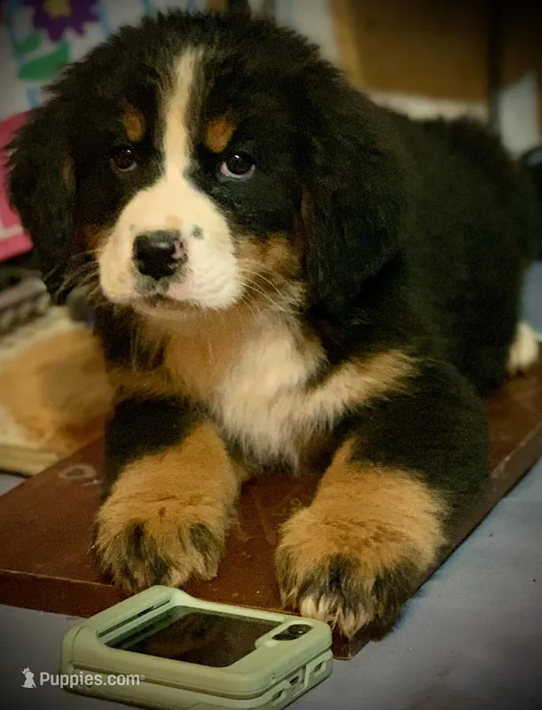 Berner Female