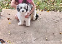 Louie II Mini AussieDoodle, a male Miniature Aussiedoodle for sale in Woodruff, SC – 2 of 6