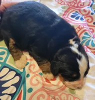 Apollo AKC, a male Bernese Mountain Dog for sale in Woodruff, SC – Photo 6 of 9