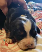 Apollo AKC, a male Bernese Mountain Dog for sale in Woodruff, SC – Photo 9 of 9