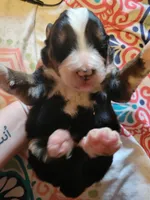 Apollo AKC, a male Bernese Mountain Dog for sale in Woodruff, SC – Photo 7 of 9