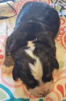 Apollo AKC, a male Bernese Mountain Dog for sale in Woodruff, SC – Photo 8 of 9