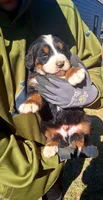Apollo AKC, a male Bernese Mountain Dog for sale in Woodruff, SC – Photo 2 of 9