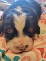 Apollo AKC, a male Bernese Mountain Dog for sale in Woodruff, SC – Photo 5 of 9