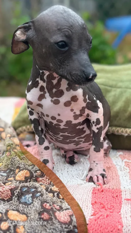 Pancho Villa – Xoloitzcuintli puppy for sale in Woodruff, SC