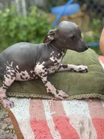 Pancho Villa, a male Xoloitzcuintli for sale in Woodruff, SC – 5 of 8